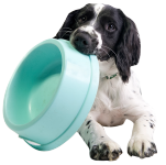 Dogs Bowls