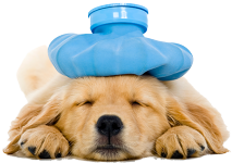 Dogs CalmingFirstAid
