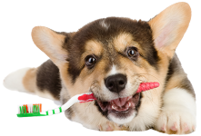 Dogs Dental